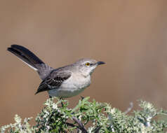 Image of Northern Mockingbird