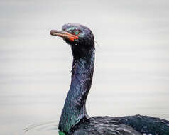 Image of Baird's cormorant