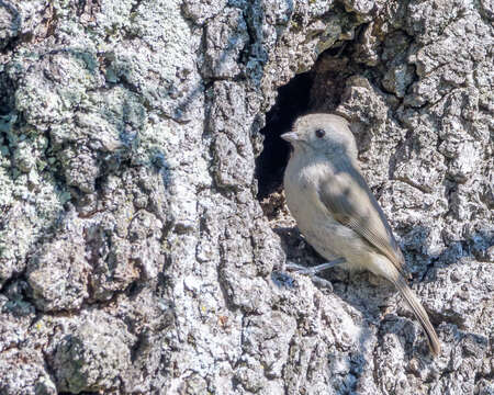 Image of Oak Titmouse