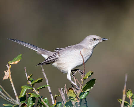 Image of Northern Mockingbird