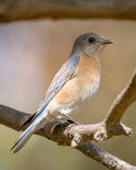 Image of Western Bluebird