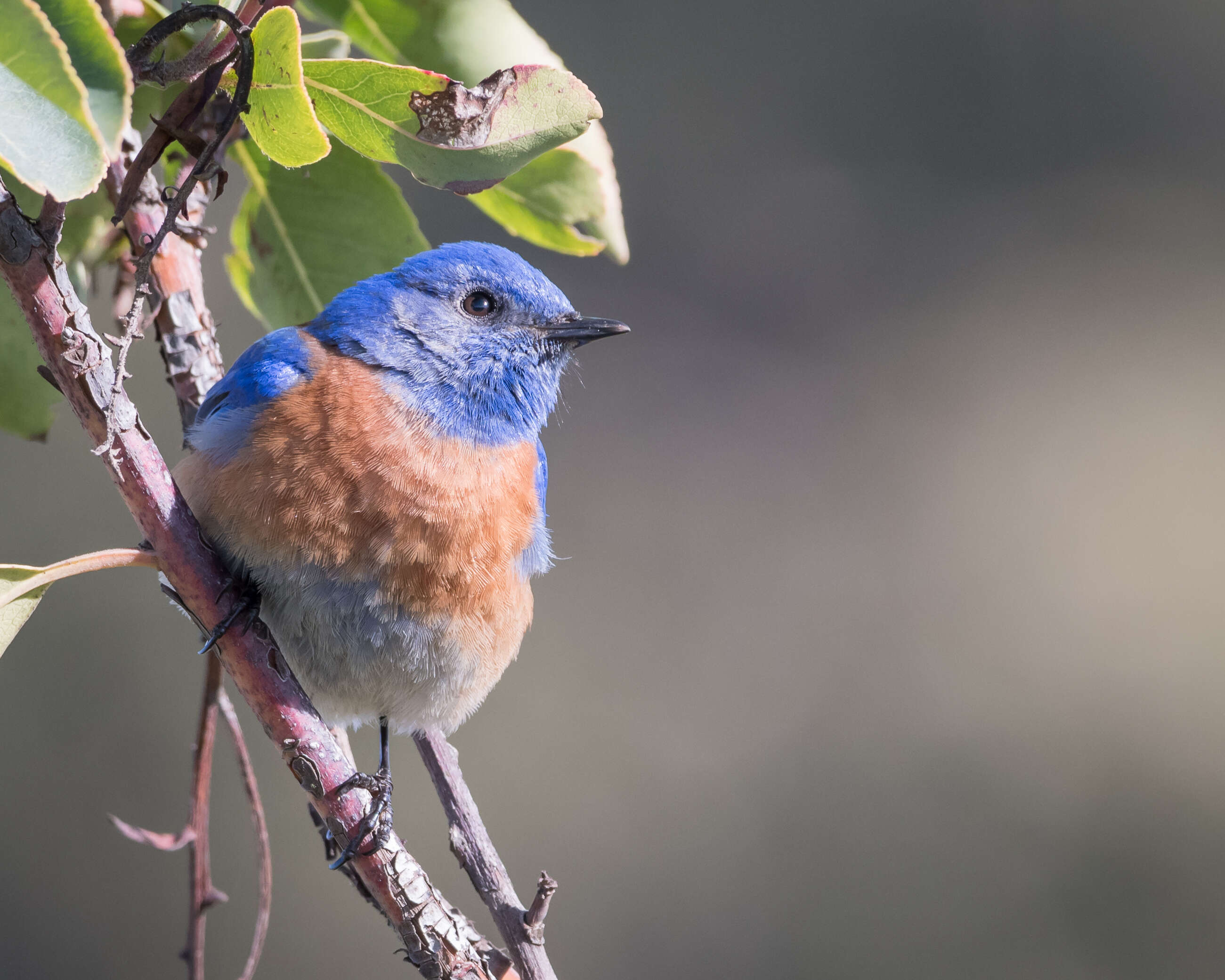 Image of Western Bluebird