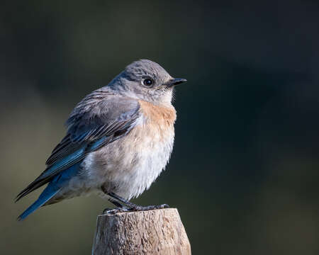 Image of Western Bluebird