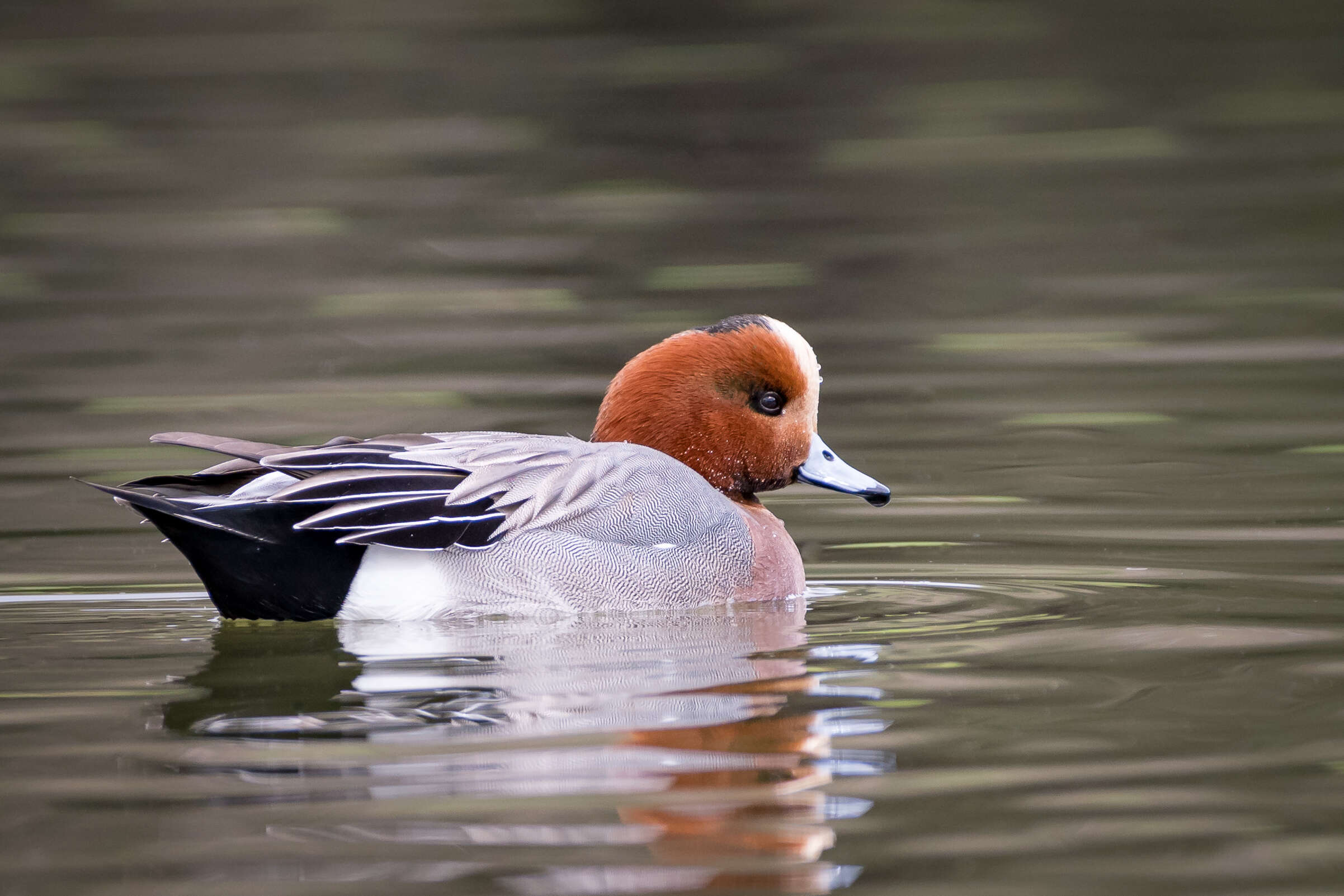 Image of Eurasian Wigeon