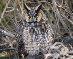 Image of Long-eared Owl