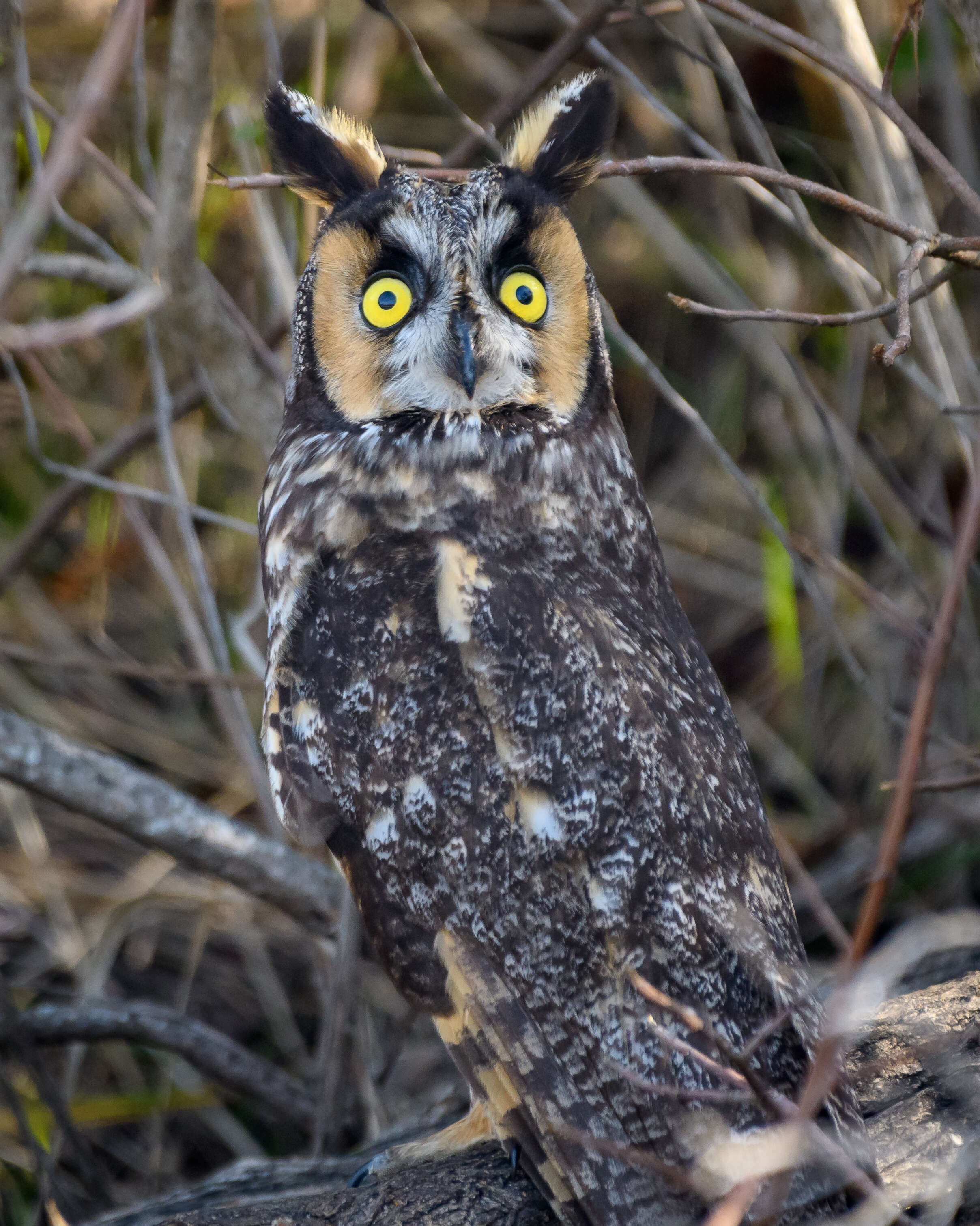 Image of Long-eared Owl