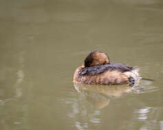 Image of Pied-billed Grebe