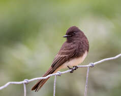 Imagem de Sayornis nigricans (Swainson 1827)