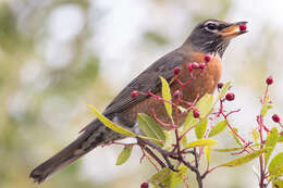 Image of American Robin