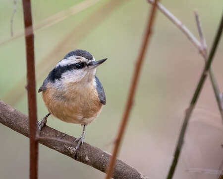 Image of Red-breasted Nuthatch