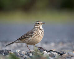 Image of American Pipit