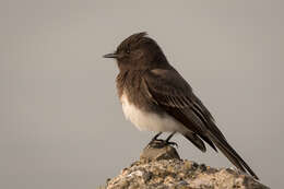 Image of Black Phoebe