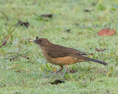 Image of Clay-colored Robin