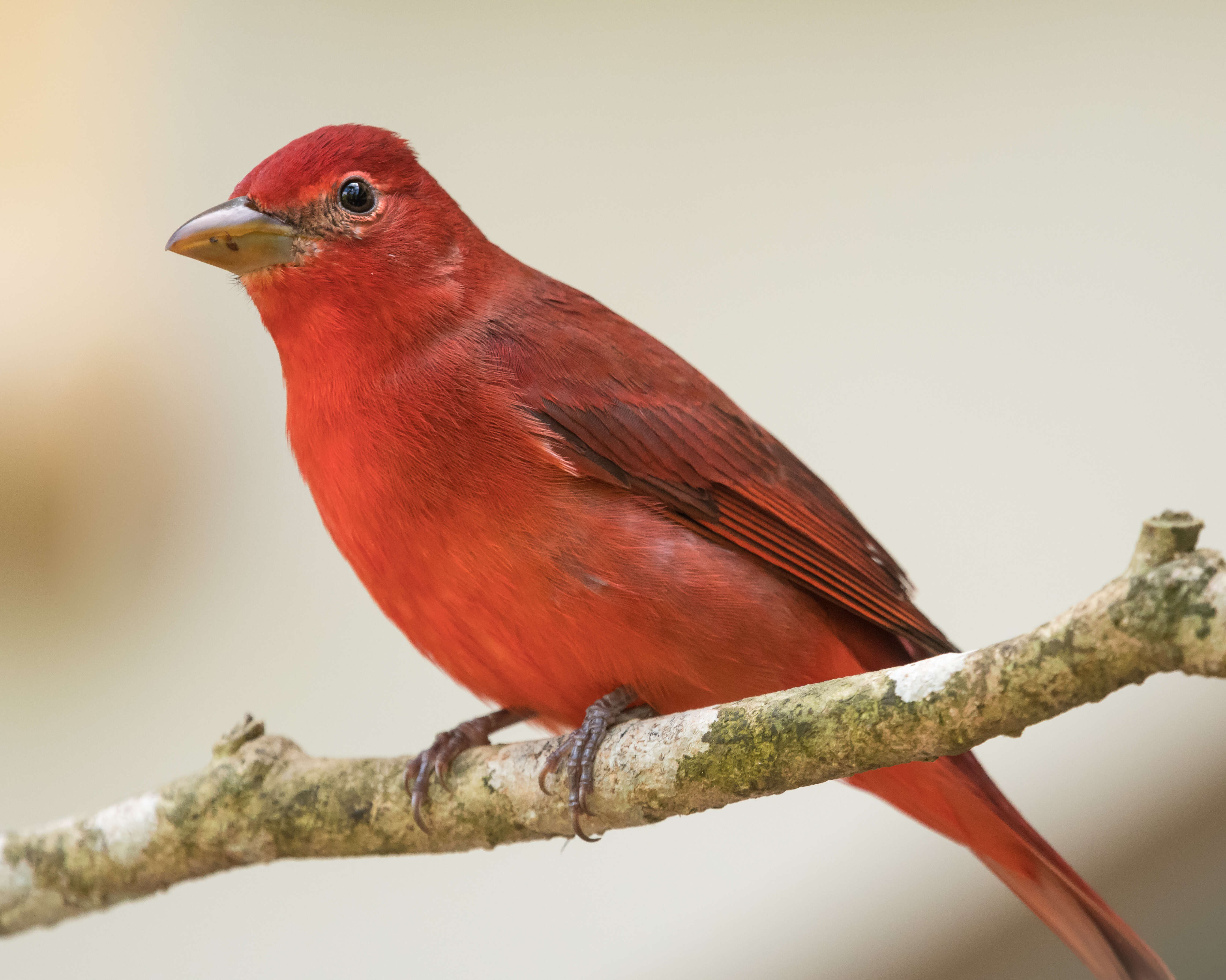 Image of Summer Tanager