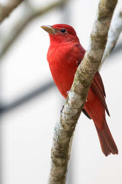 Imagem de Sanhaçu-vermelho