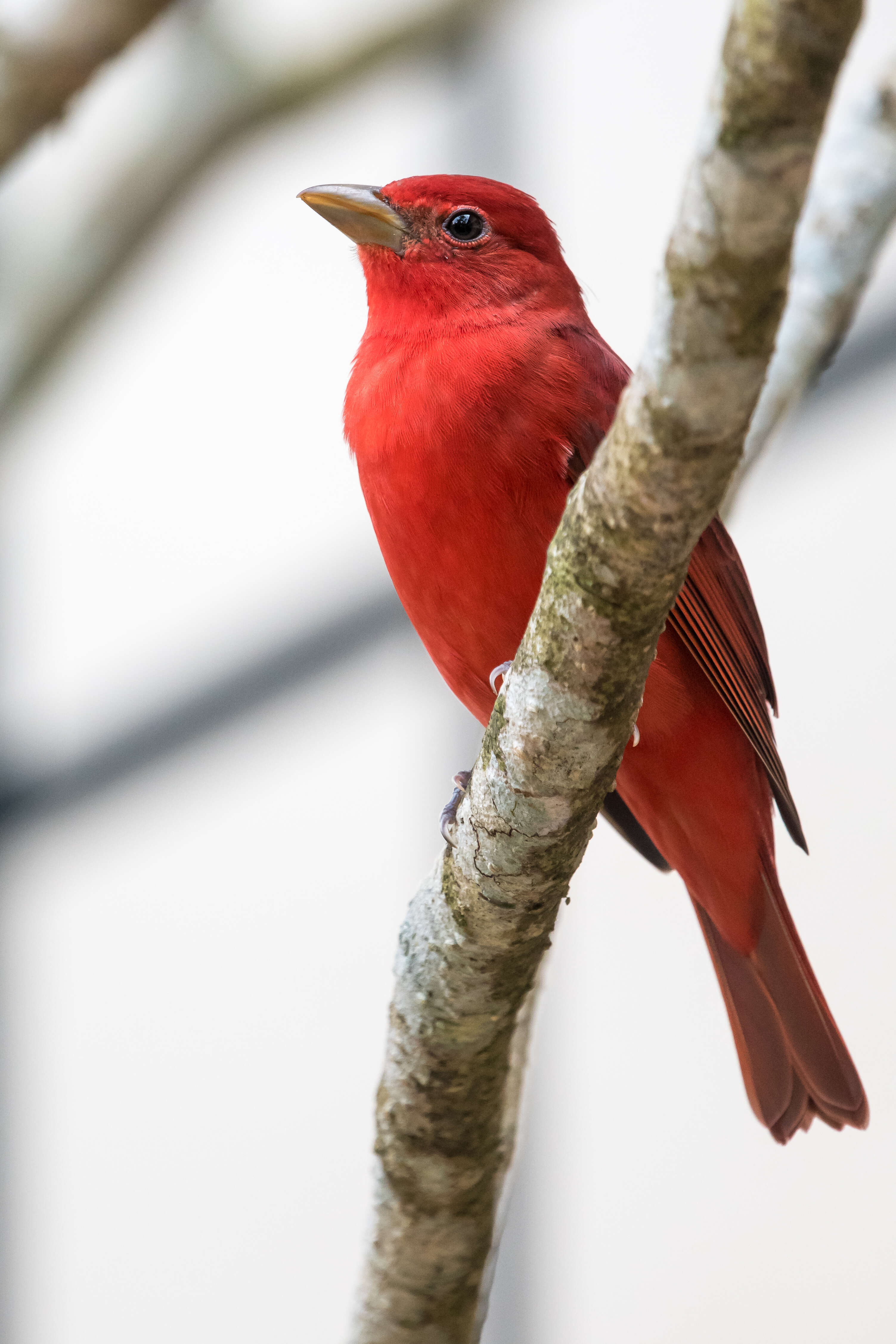 Imagem de Sanhaçu-vermelho