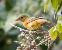 Image of Summer Tanager