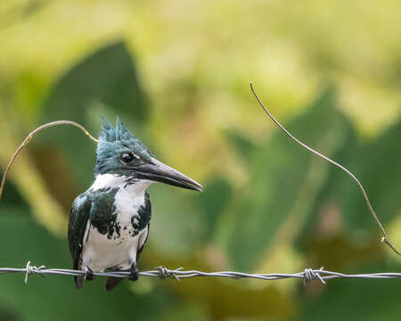 Image of Amazon Kingfisher