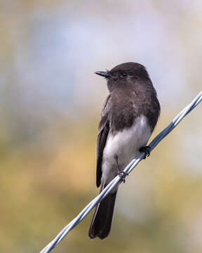 Imagem de Sayornis nigricans (Swainson 1827)