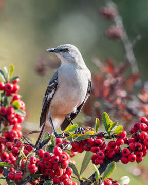 Image of Northern Mockingbird