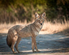 Imagem de Canis latrans ochropus Eschscholtz 1829