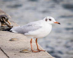 Image of Black-headed Gull