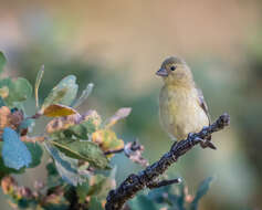 Image of Lesser Goldfinch