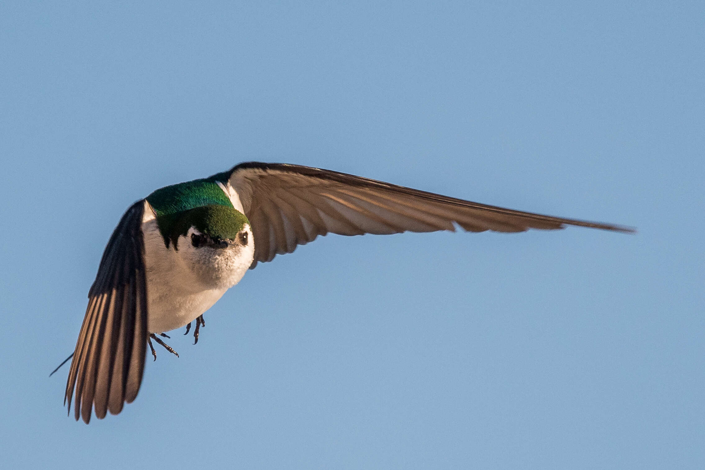 Image of Violet-green Swallow