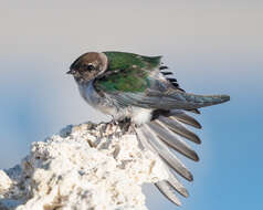 Image of Violet-green Swallow