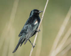 Image of Tricolored Blackbird