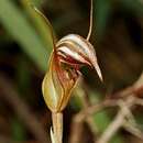 Image of Shiny bull orchid