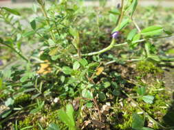 Image of spring vetch