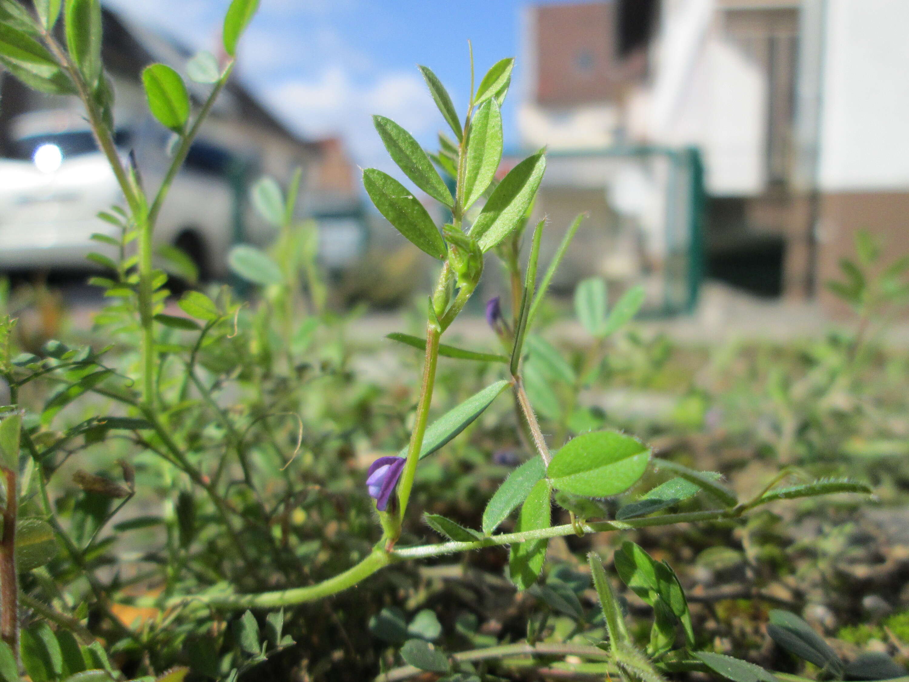 Imagem de Vicia lathyroides L.