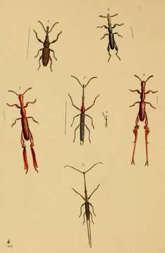 Image of straight-snouted weevils