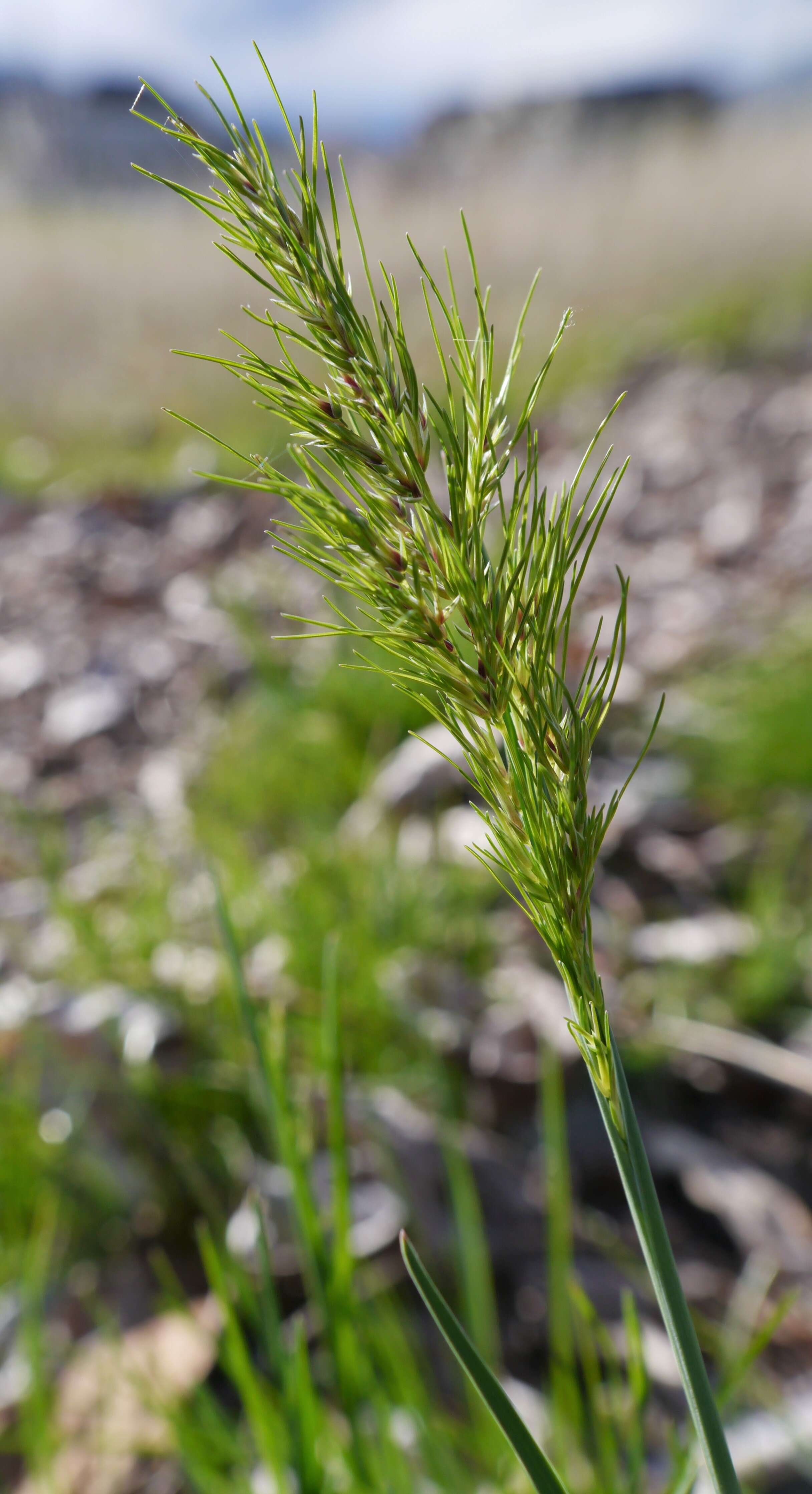 Imagem de Poa bulbosa L.