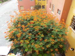 Image of Dwarf Poinciana