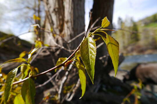 Слика од Populus balsamifera subsp. trichocarpa (Torr. & Gray) Brayshaw