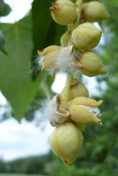 Слика од Populus balsamifera subsp. trichocarpa (Torr. & Gray) Brayshaw