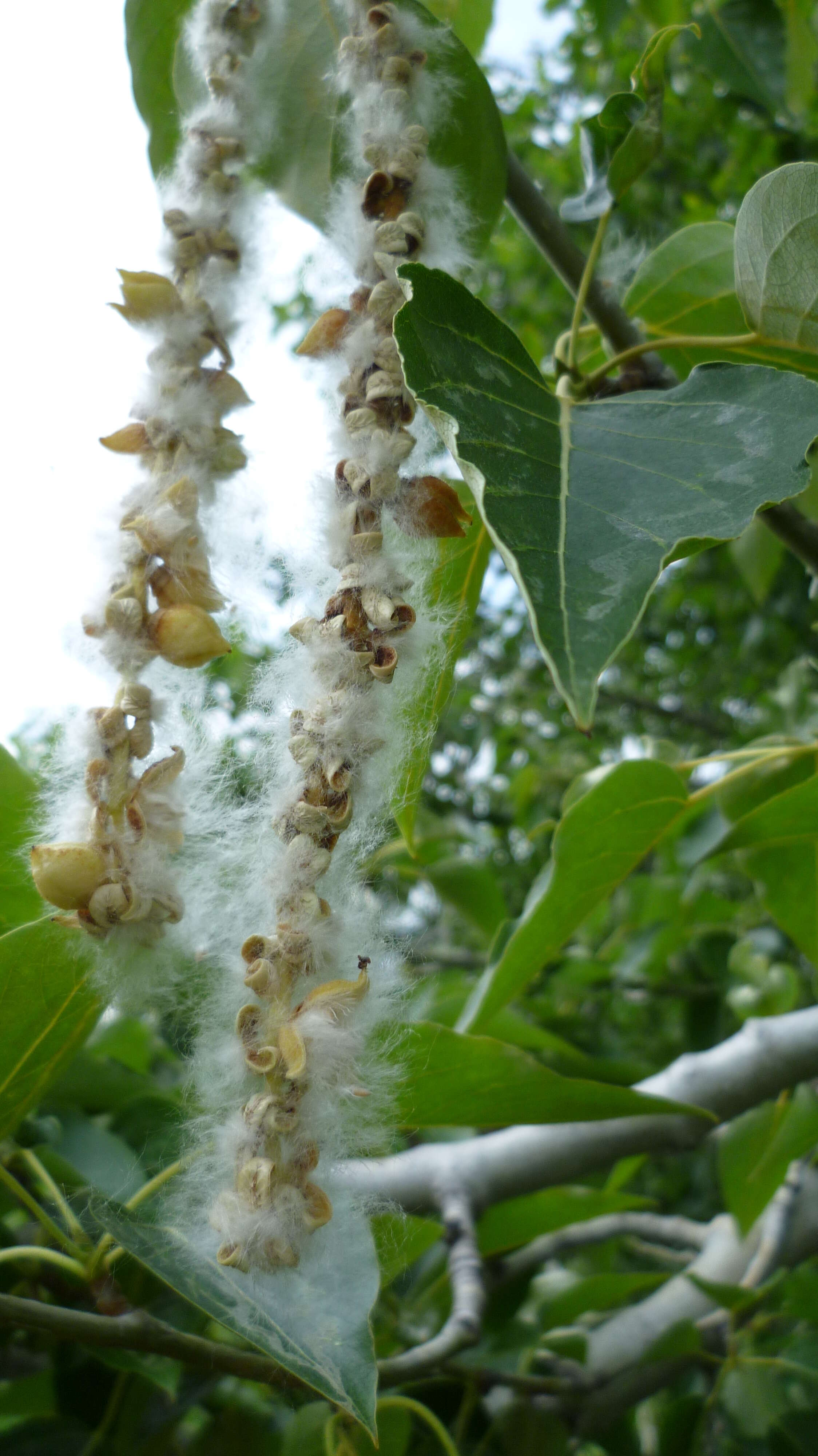 Image of Black Cottonwood