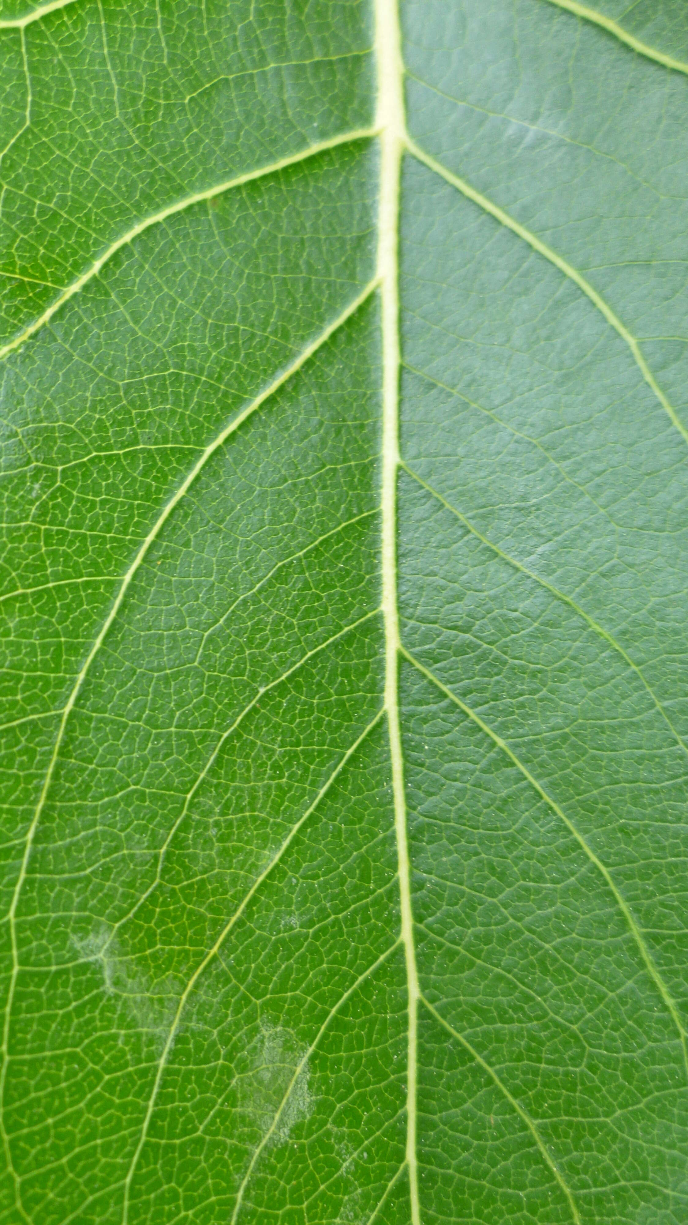 Image of Black Cottonwood