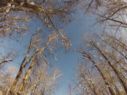 Image of Black Cottonwood