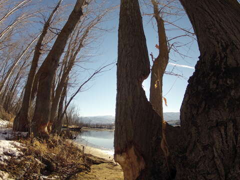 Image of beavers