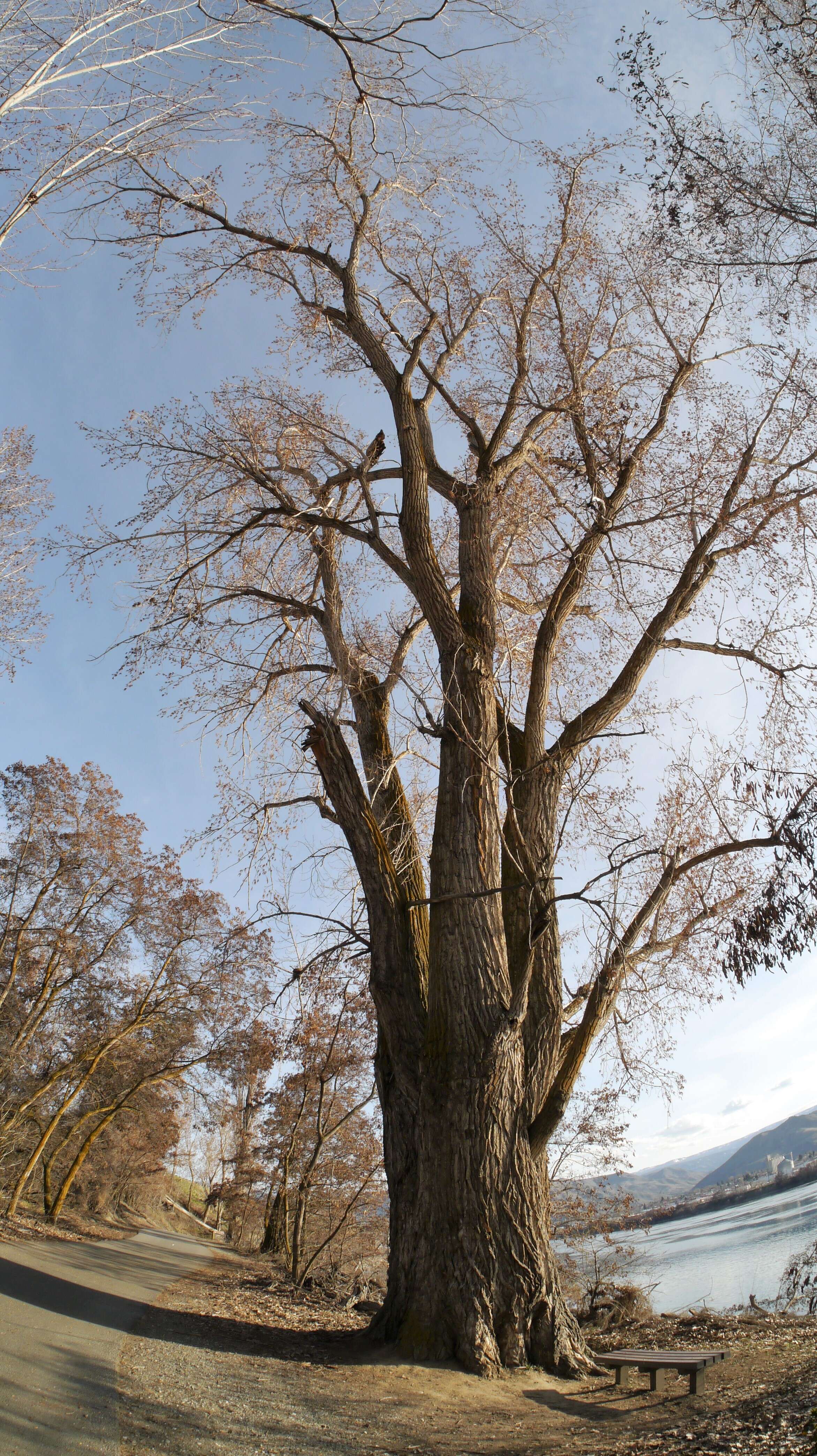 Слика од Populus balsamifera subsp. trichocarpa (Torr. & Gray) Brayshaw