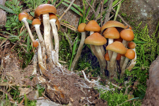 Plancia ëd Psilocybe aztecorum R. Heim 1957