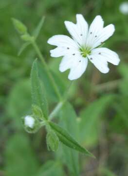 Image of tuber starwort