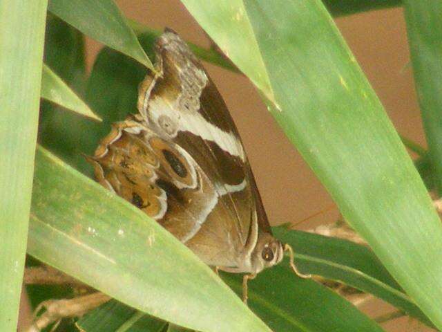 Image of Bamboo Tree Brown