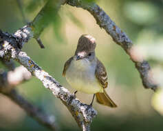 Image of Ash-throated Flycatcher