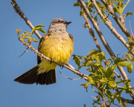 Image of Western Kingbird