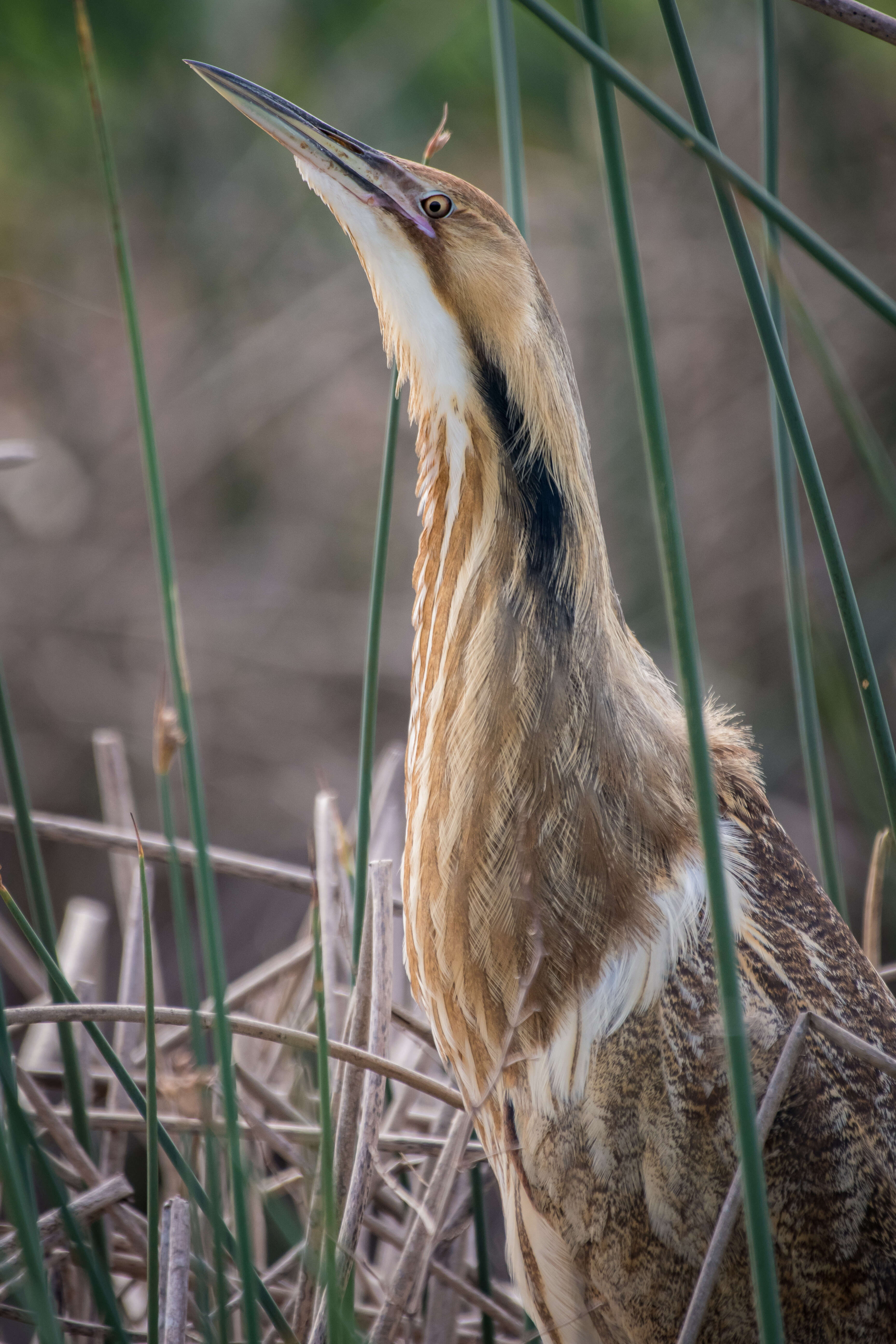 Image of American Bittern