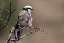 Image of Northern White-crowned Shrike